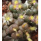 C.obcord.ceres (Patatsrivier) - Seed